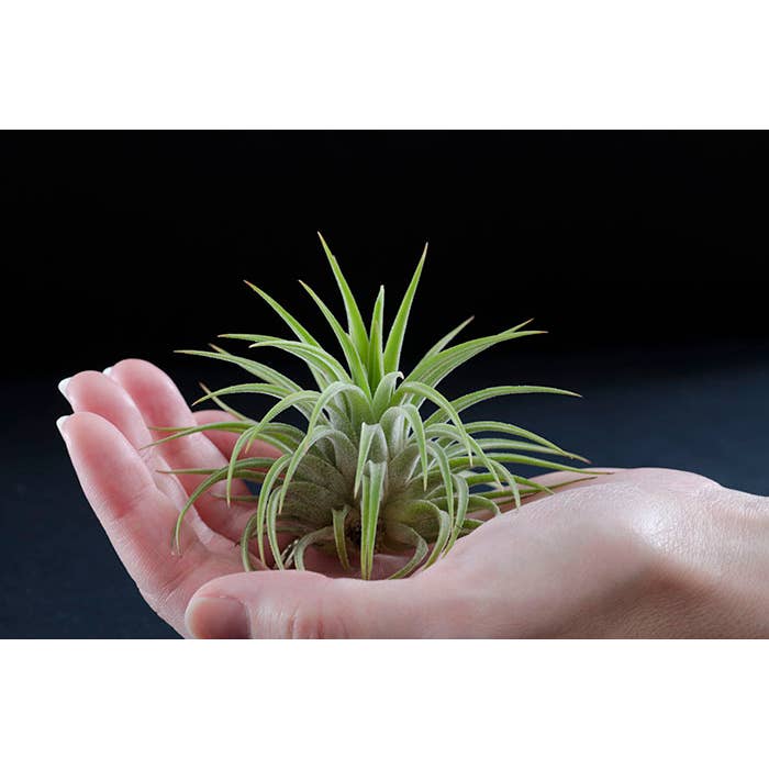 The Artizan Way - Wholesale Live Plant - T. Ionantha Rubra Bulk (12+ Plants) | Live Air Plant 3