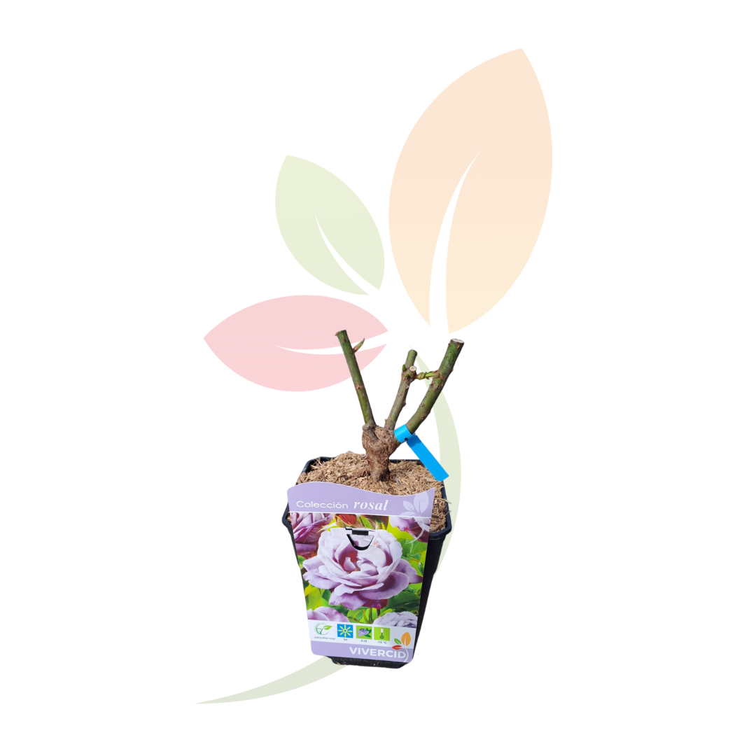 VIVERCID - Wholesale Live Plant - Rosal Pie Bajo - Blue Mallow1