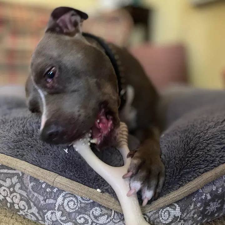 BetterBone Natural Dog Chews - Wholesale Pet Chew Toy - Dog - BetterBone HARD -Durable, All-Natural, No Nylon, Sustainable14