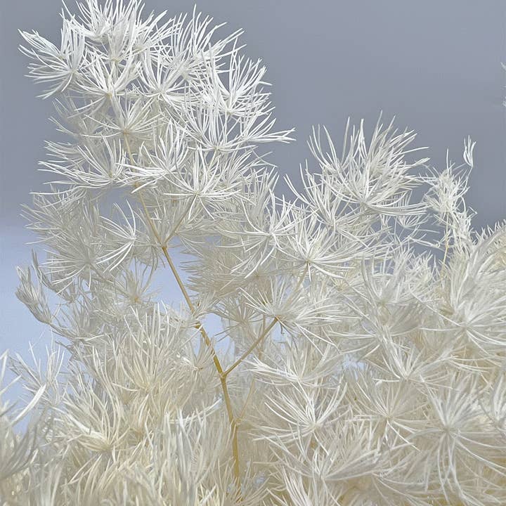 2626 Designs - Wholesale Dried/Pressed Flowers - Preserved Asparagus Fern,12-20" long