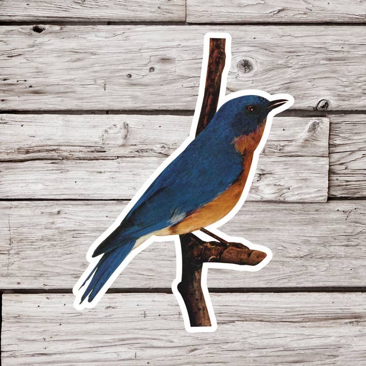 Bluebird Sticker, Bird Sticker, Ornithology Sticker for wholesale by NatureCuts