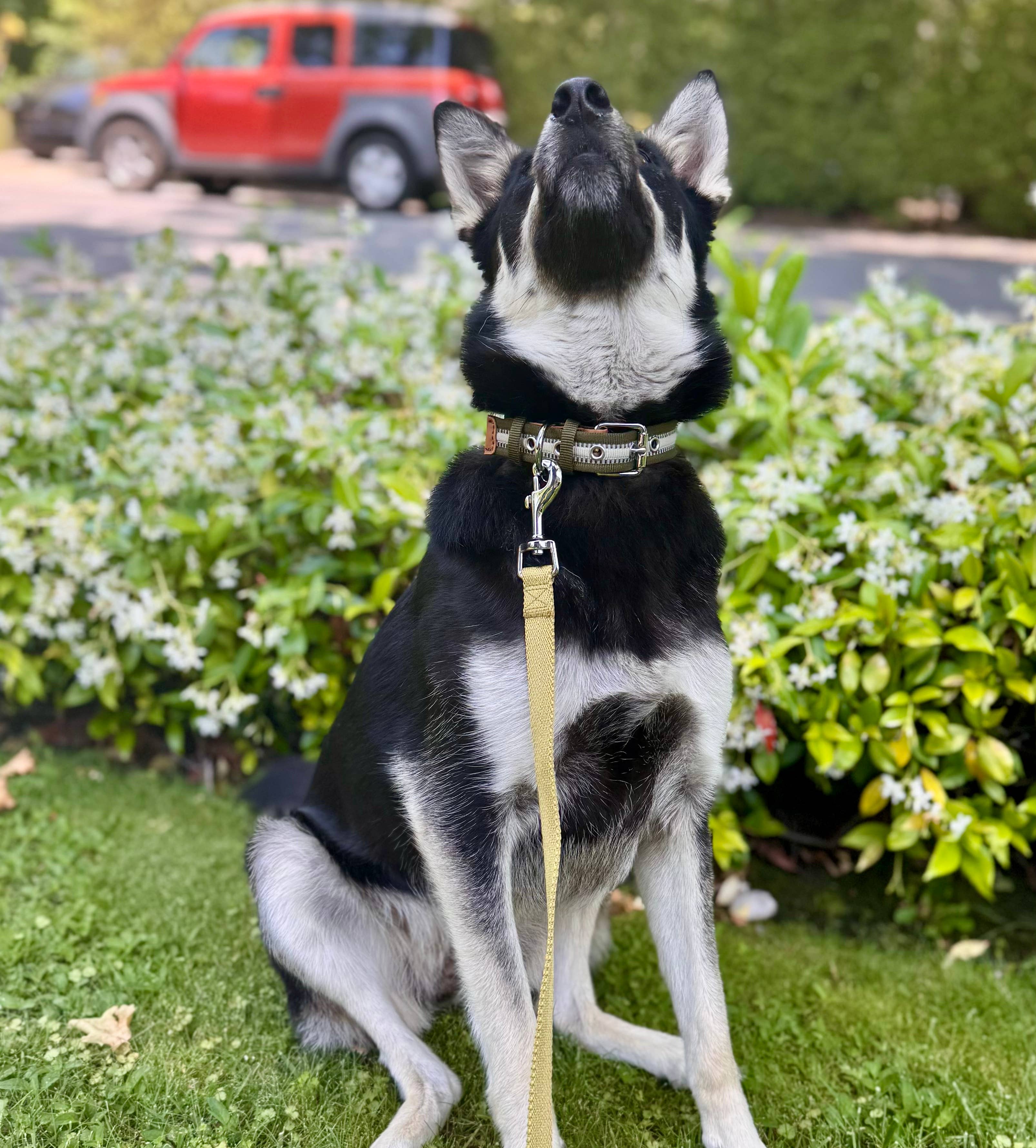 Blueberry Pet – wholesale Halsband - Hund – 3M Reflekterande Randig Hundhalsband – Hållbart & Stilfullt4