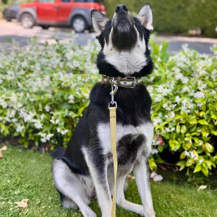 Blueberry Pet – wholesale Halsband - Hund – 3M Reflekterande Randig Hundhalsband – Hållbart & Stilfullt4