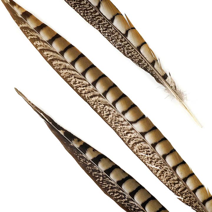 Zucker Feather Products - Wholesale Feathers - Lady Amherst Pheasant Tails - Natural - 16 - 20" 12 pcs3