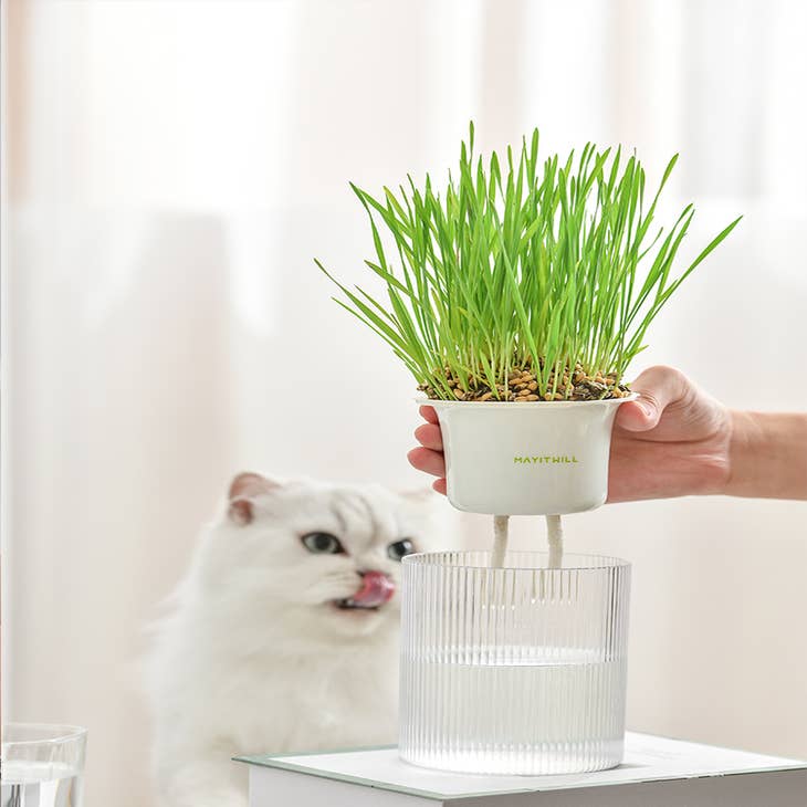 Acheter Kit de culture d'herbe à chat biologique sans sol, sac de  plantation d'herbe à chat