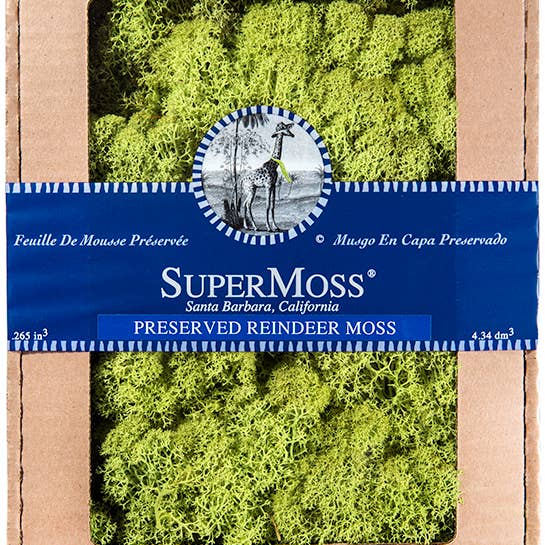 SuperMoss - Venta al por mayor Plantas naturales - Reno Moss Chartreuse de 4 onzas