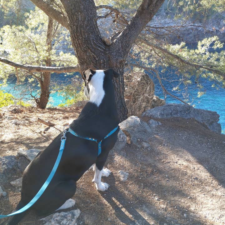 Bespoke harness for wholesale by La madre del perro