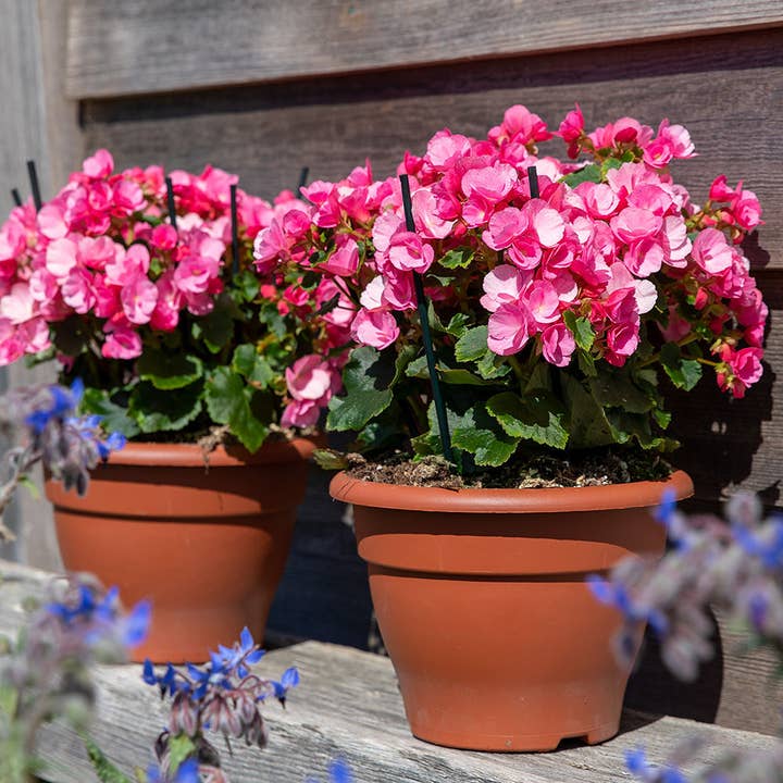 The Little Botanical – wholesale Live plant – British Grown Betulia - Light (Candy) Pink