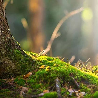 Deep South Fragrance - Wholesale Fragrance Oil - Forbidden Forest Fragrance Oil