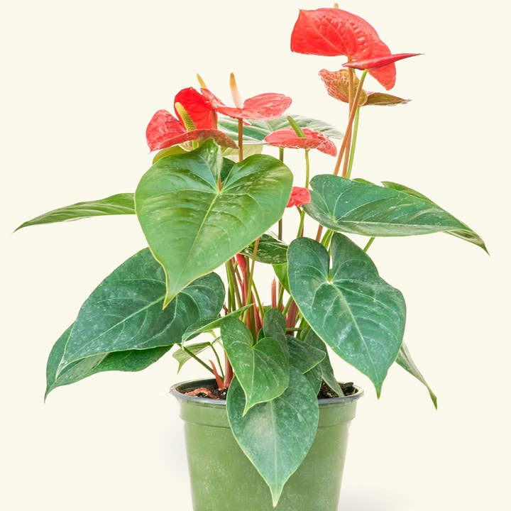 Rooted - Wholesale Live Plant - Anthurium 'Red Flamingo' (4" or 6" Pot)