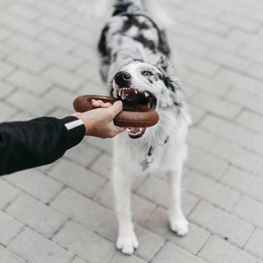 POCURULL SL (Retorn) - Wholesale Pet Toy - Dog - Rub Bite Dog Toy4