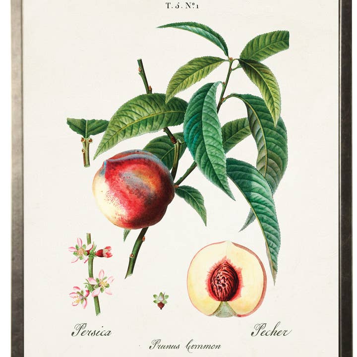 Peach Vintage Bookplate for wholesale by Antique Curiosities Inc