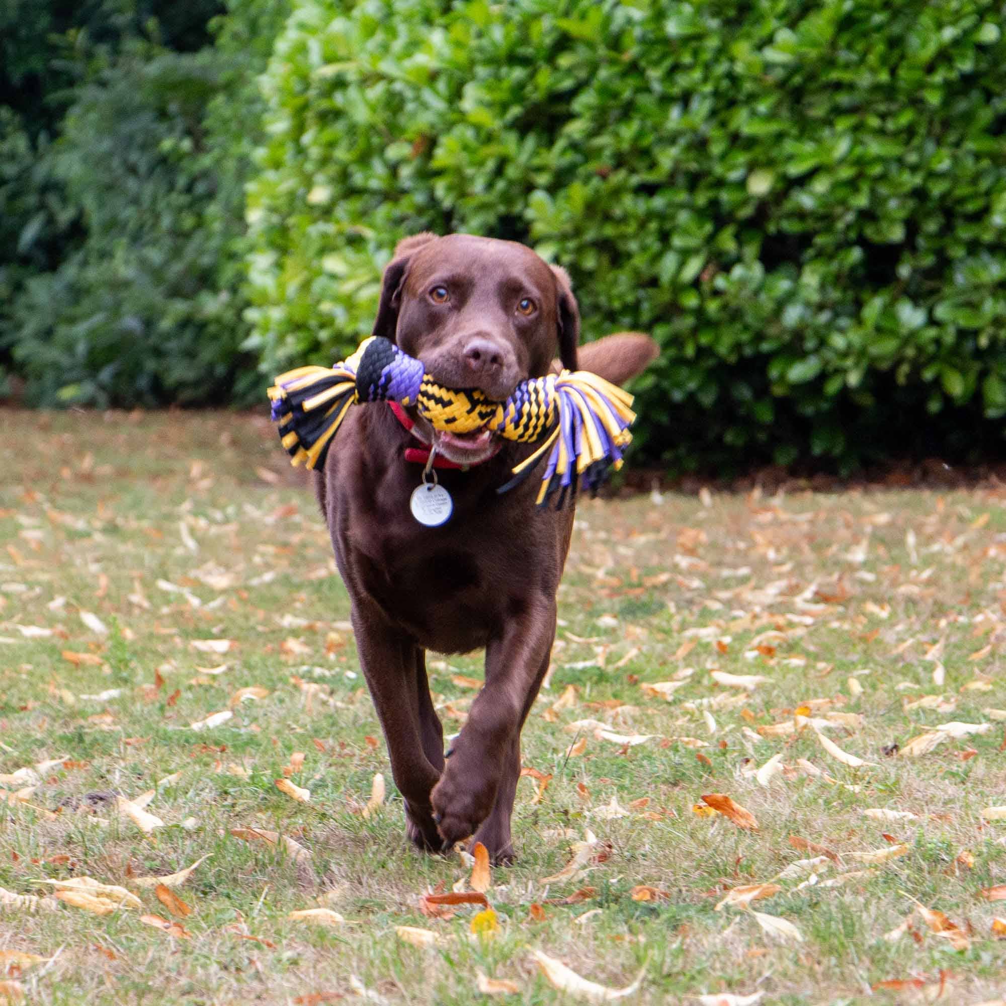 Ancol Pet Products Ltd - Wholesale Pet Rope Toy - Dog - Play Time For Dogs Squeaky T-Shirt Rope Ball S/M3