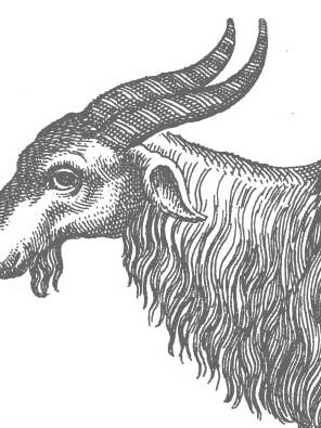 Horned Goat Perfekt för alla kåta gamla getter! för wholesale av VMazzoni