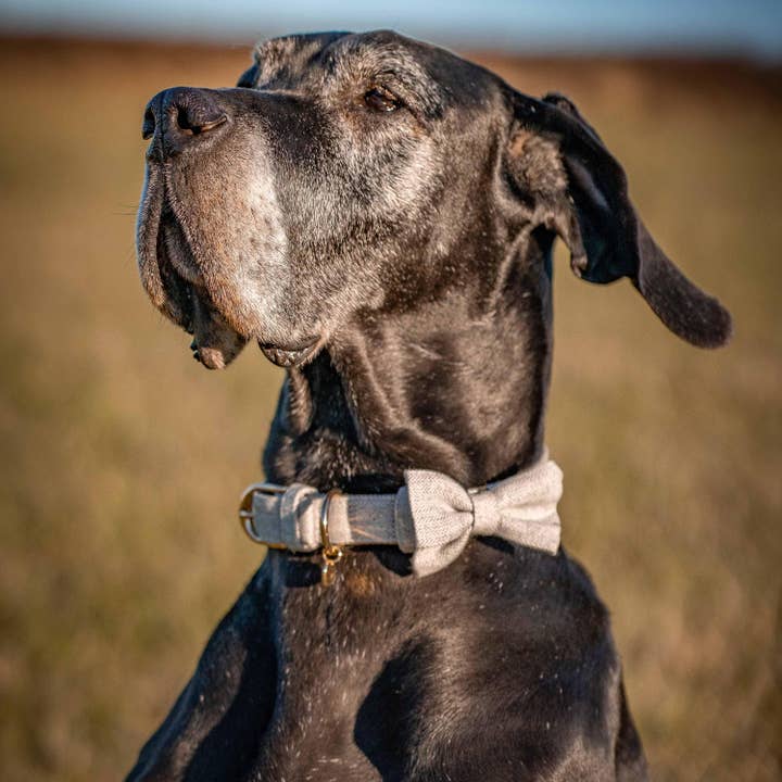 Blueberry Pet - Wholesale Pet Collar - Dog - Textured Tweed Dog Collar