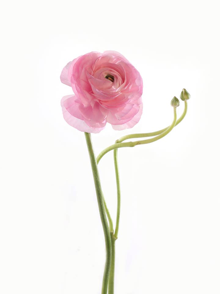BLOOMING | ART PRINT - NEW 2022 for wholesale by Talfoto Studio