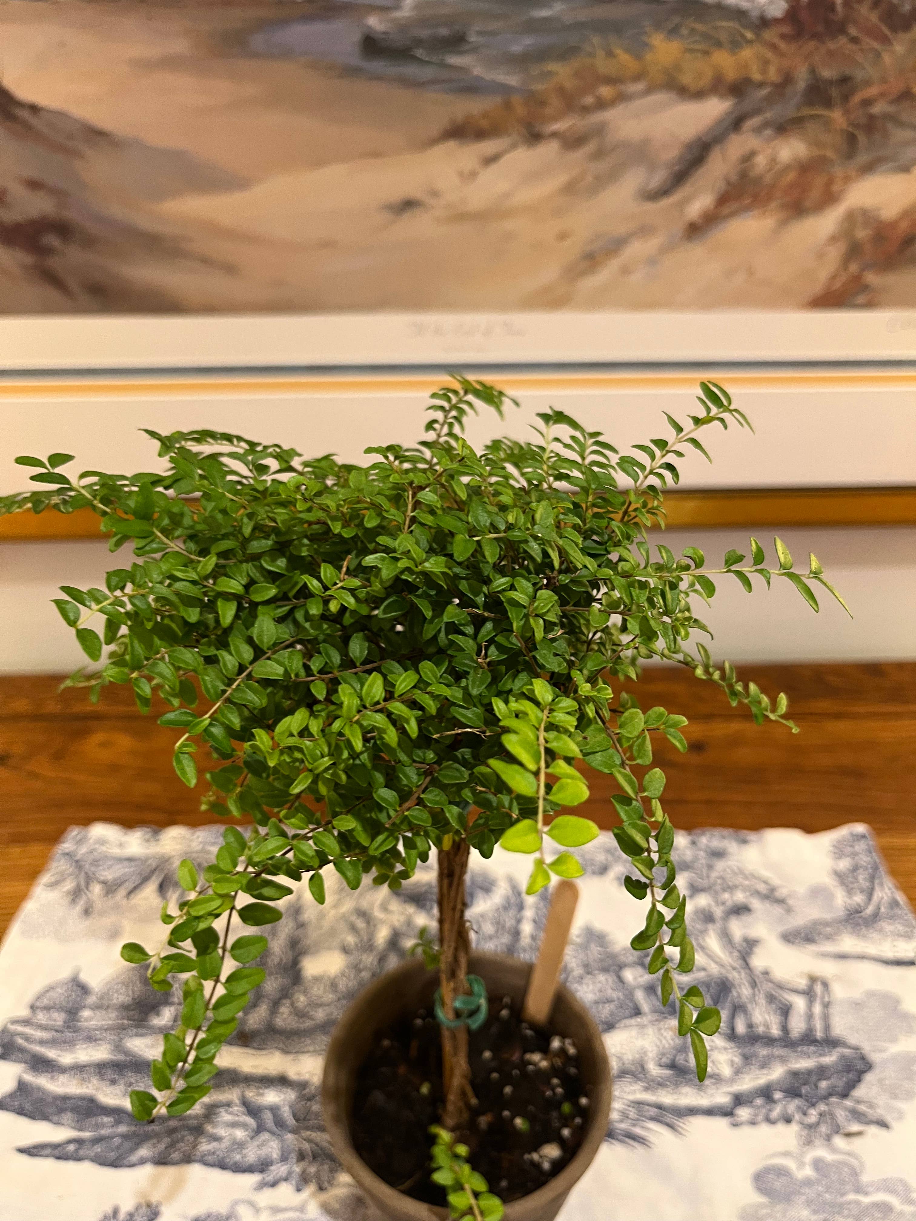 Sunrise Topiaries - Vente Plante - Topiaire en chèvrefeuille vivant en buis dans un pot de 5 pouces2