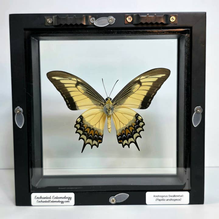Enchanted Entomology - Wholesale Wall Accent - Queen Swallowtail Butterfly Shadow Box Frame1