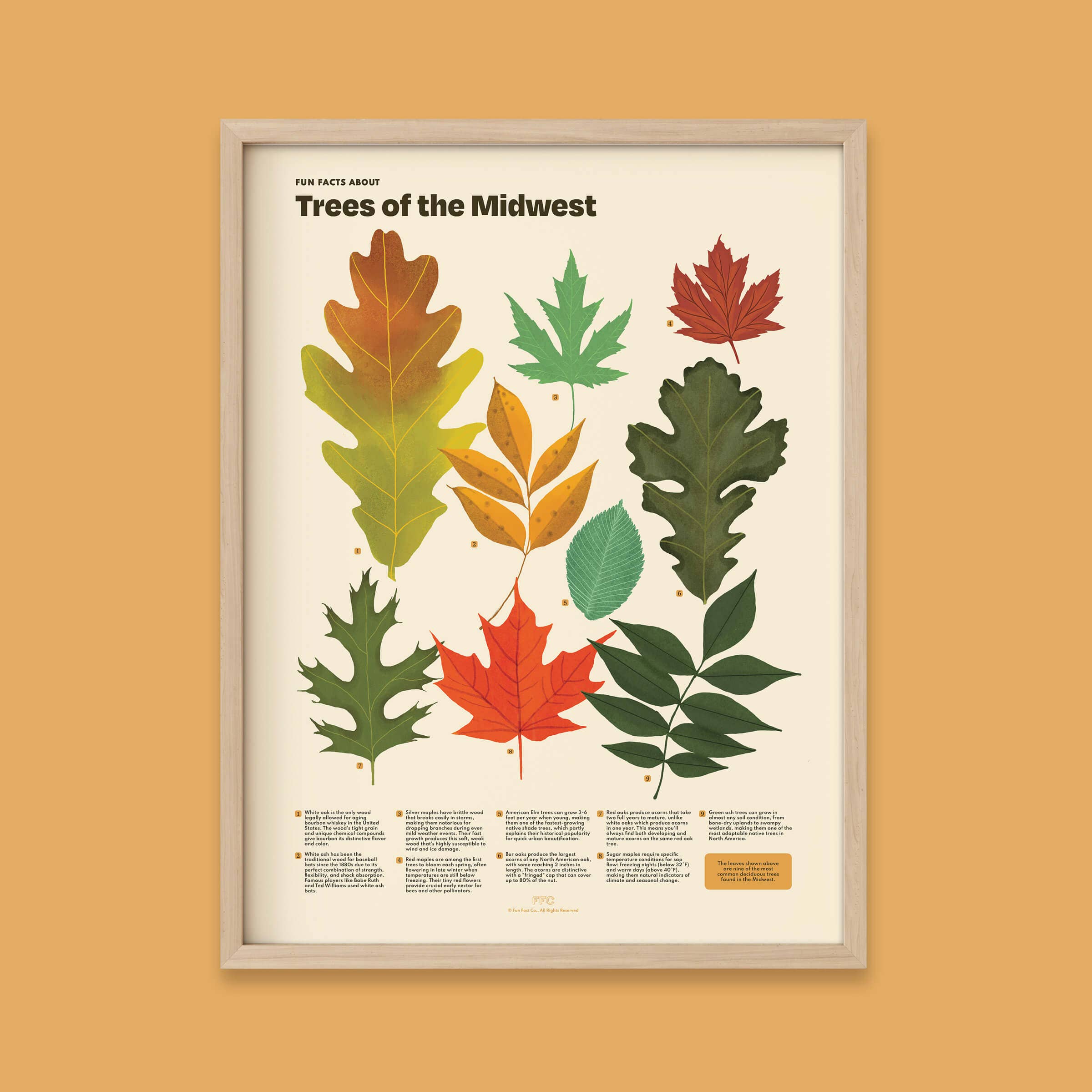 Fun Fact Co. - Wholesale Art Print - Trees of the Midwest Print, Leaves Scientific Illustration5
