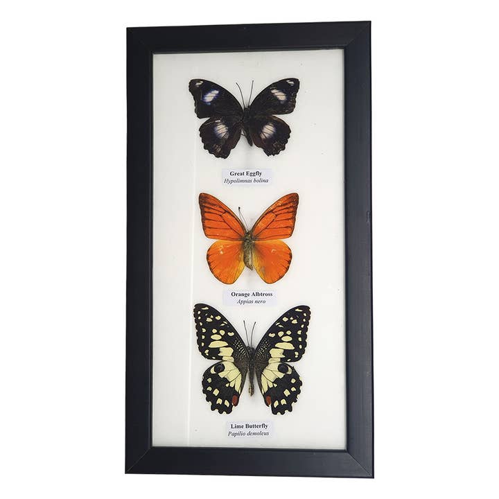 VIE - Wholesale Wall Accent - Butterfly Mounted Under Glass, Assorted12