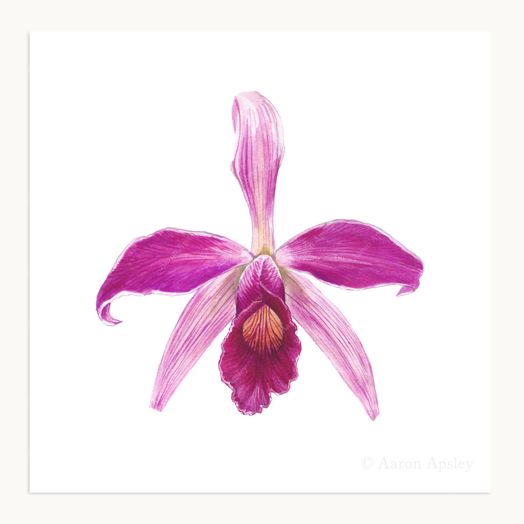 Aaron Apsley Artwork - Wholesale Art Print - Orchid Flower Print - 8"x8"6