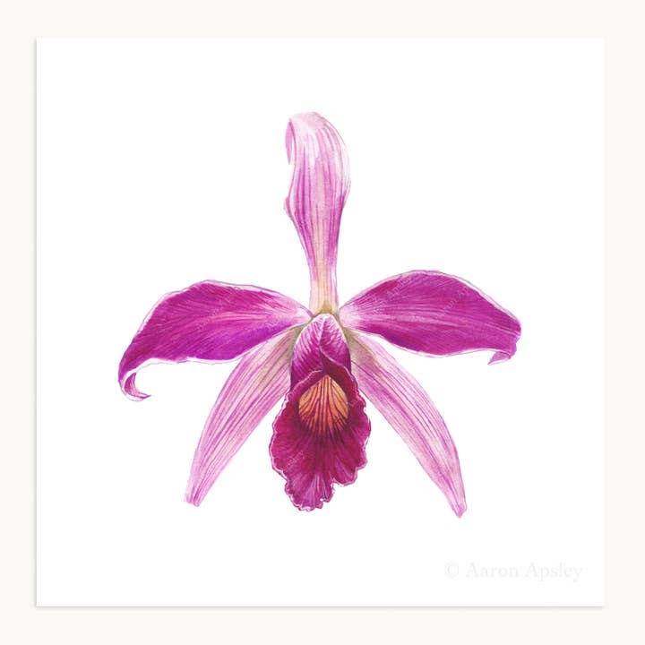 Aaron Apsley Artwork - Wholesale Art Print - Orchid Flower Print - 8"x8"6