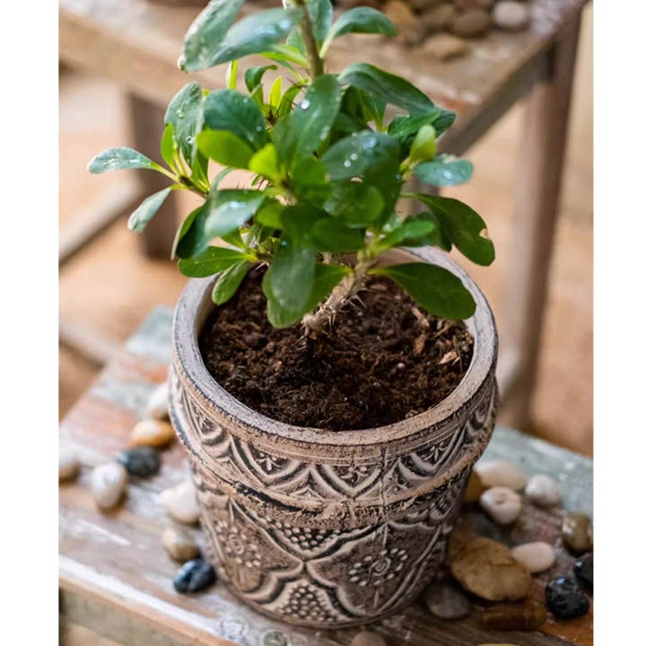 Rustic Reach - Wholesale Plant Pot - Classic Element Art Planter Clay Flowerpot8