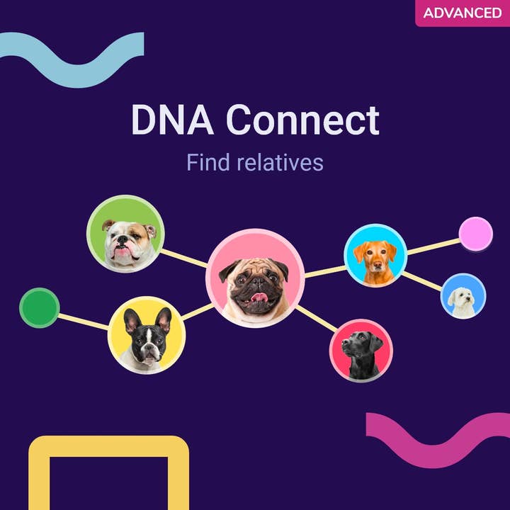 tellmeGen – comida - Cão por atacado – Teste avançado de ADN para cães