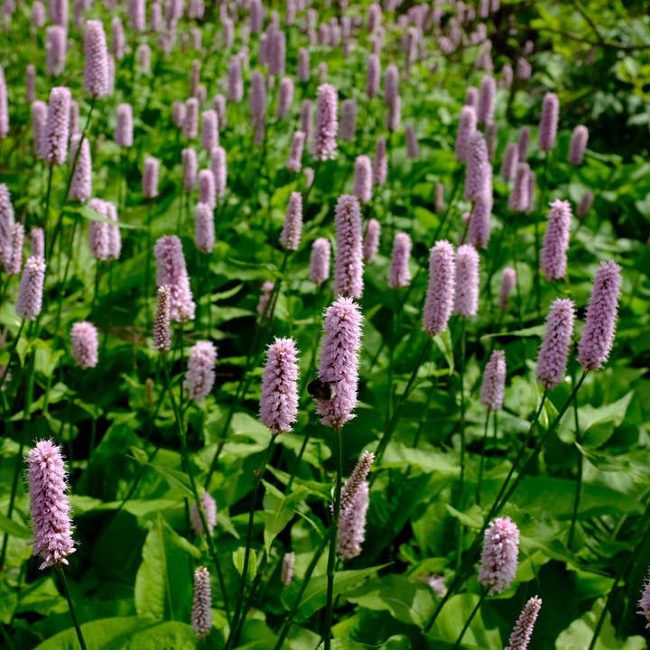 Persicaria affinis Superba – 48 piante – Ø9cm – Altezza 10-25cm – Perenne resistente al freddo – Spighe di fiori rosso scuro – Amichevole per le api per aiuole e giardini praterie per la vendita all'ingrosso da parte di Oasis of Life
