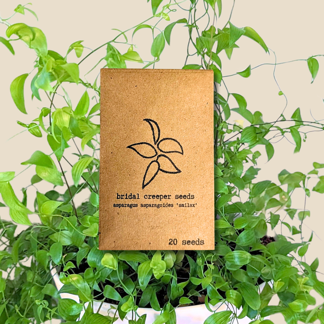 Plantflix - Vente Graines de plantes - Graines de plantes d'intérieur et de plantes tropicales9