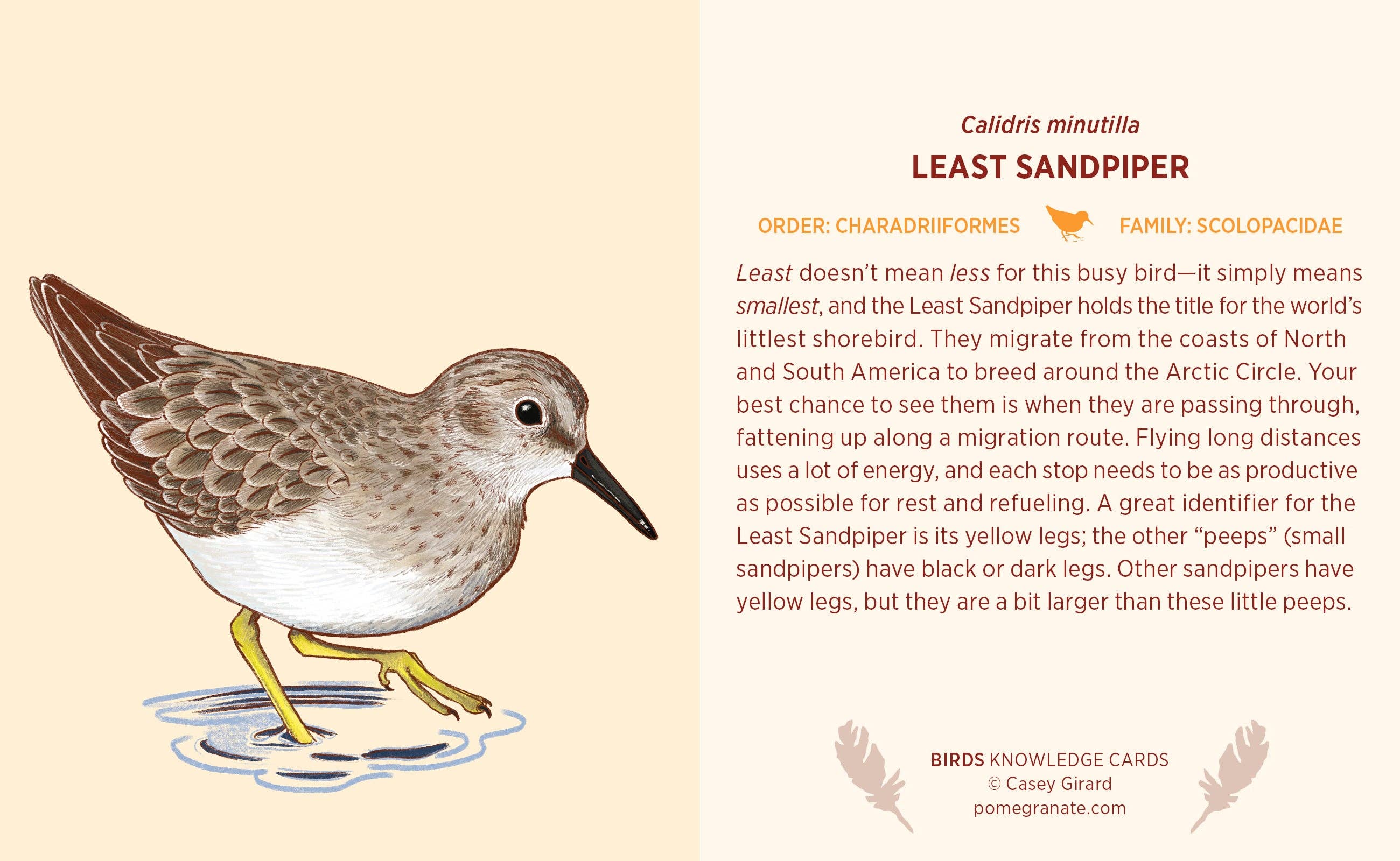 Pomegranate - Wholesale Card Game - Birds Knowledge Cards3