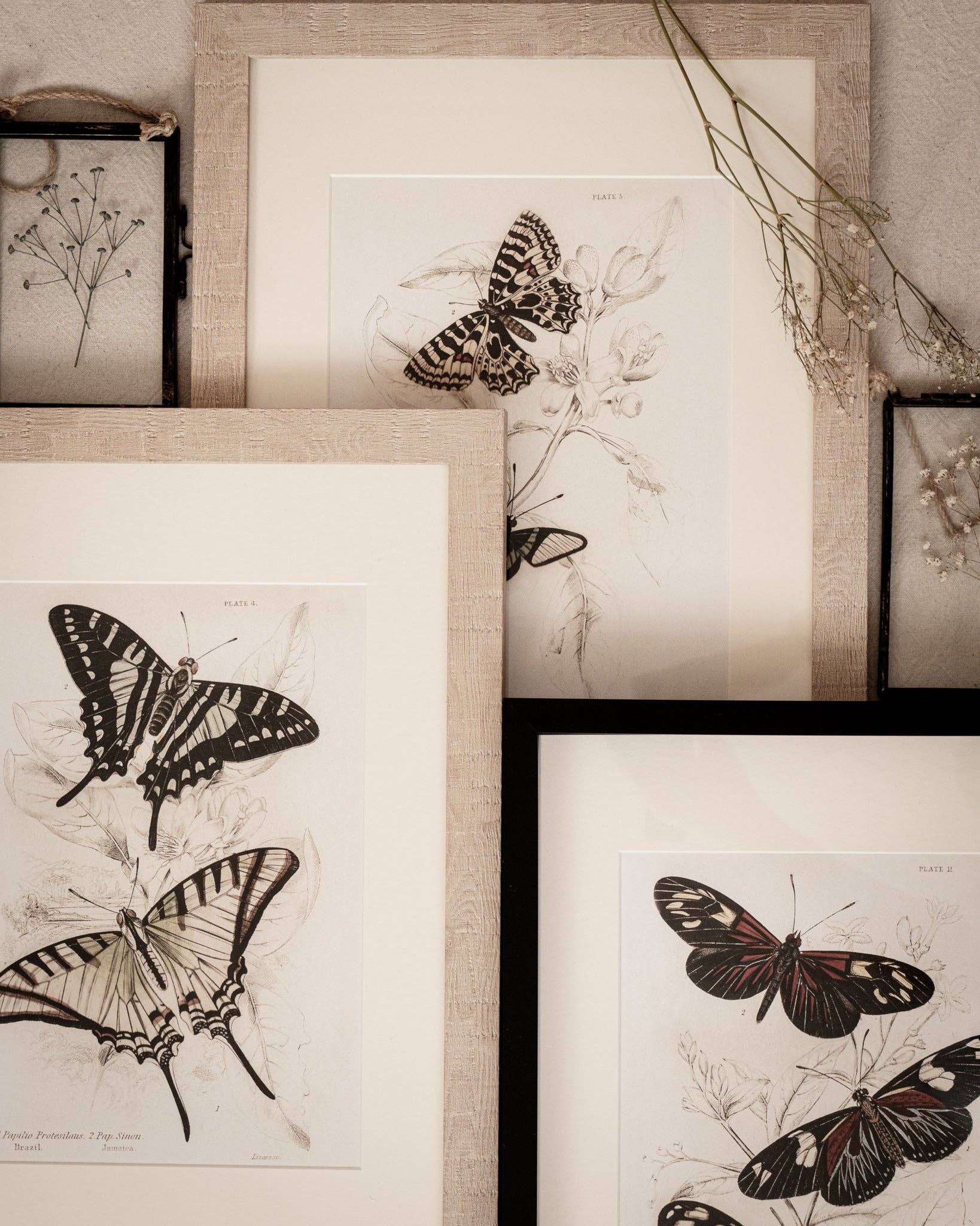 Coultura - Wholesale Gallery Wall Set - Framed Set of Four Vintage Butterfly Art Prints 01 (Sand Frame Collection)14