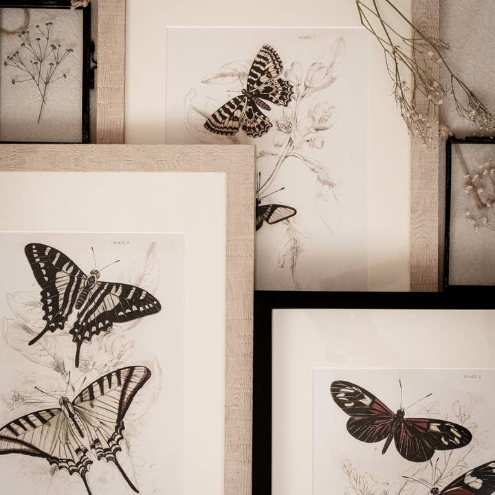 Coultura - Wholesale Gallery Wall Set - Framed Set of Four Vintage Butterfly Art Prints 01 (Sand Frame Collection)14