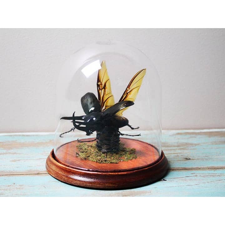 Newman Art Designs - Venta al por mayor Disfraz - Unisex - Escarabajo rinoceronte gigante de tres cuernos en una cúpula1