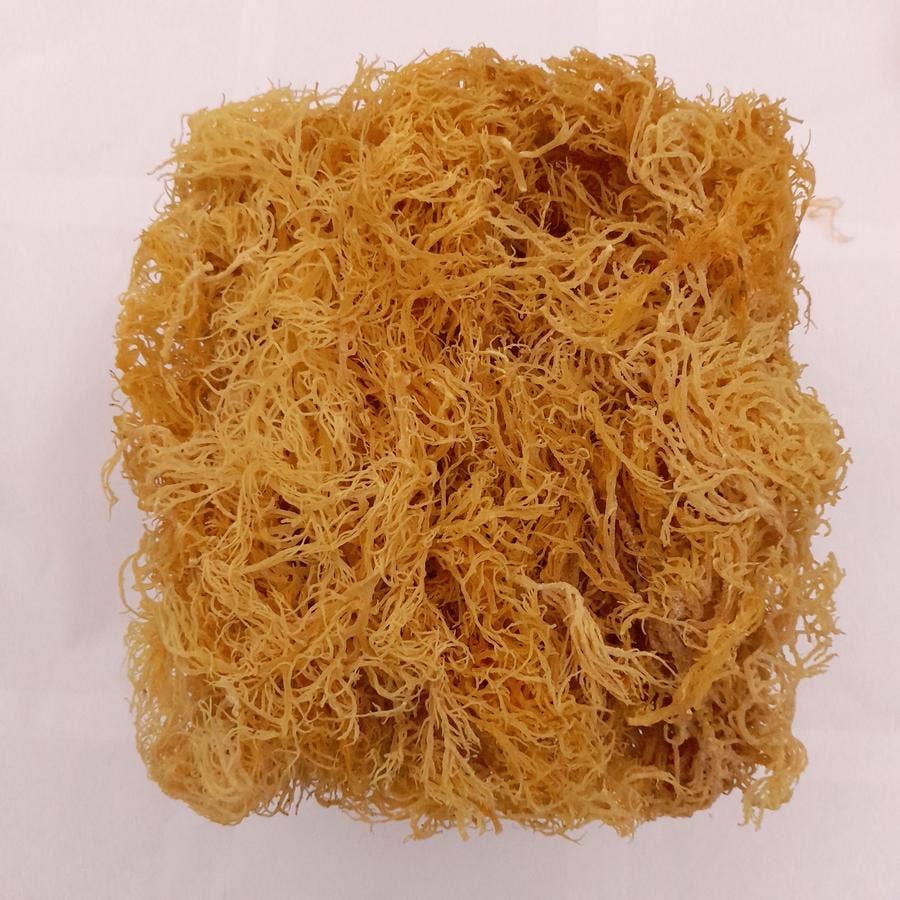 Life Gardening Tools - Vendita all'ingrosso Vitamine/integratori orali - Gold Sea Moss - Raccoglitura selvatica da St. Lucia2