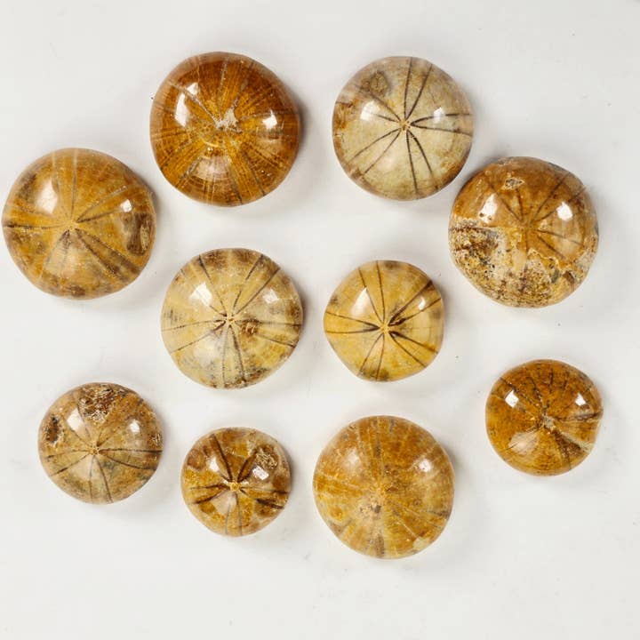 Rock Paradise - Wholesale Spiritual Stone/Crystal - Small Fossil Sand Dollar2