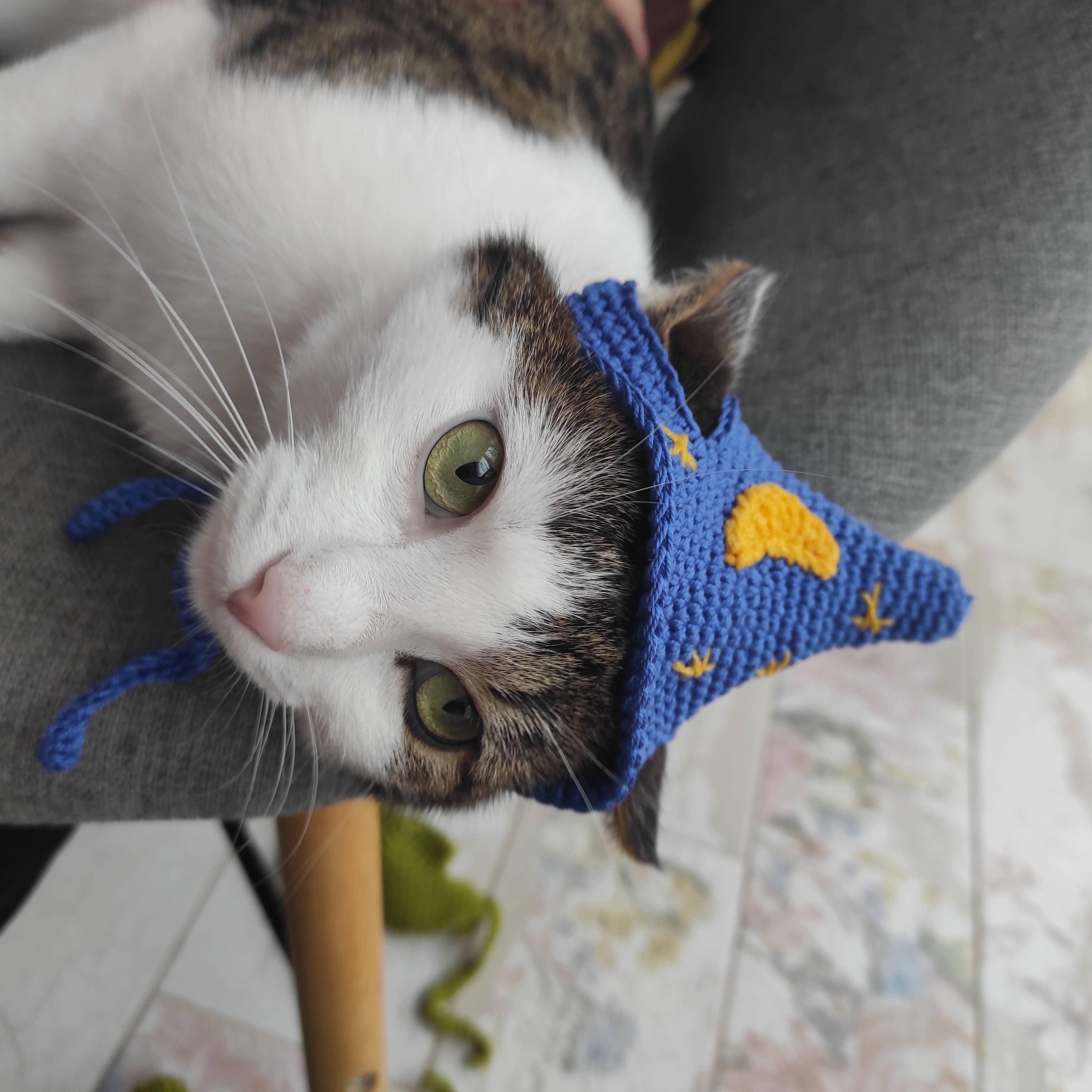 FairyBabyGifts – Engroshandel Kæledyrskostume – Kat – True Wizard kattehue Kæledyr Halloween-kostume Kattefotorekvisitter1