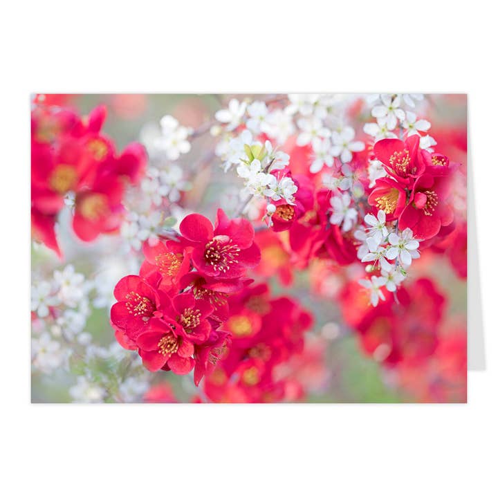 Carte pliable "Cognassier du Japon aime Prunellier" pour la vente par paruspaper. nutzfeine papeterie