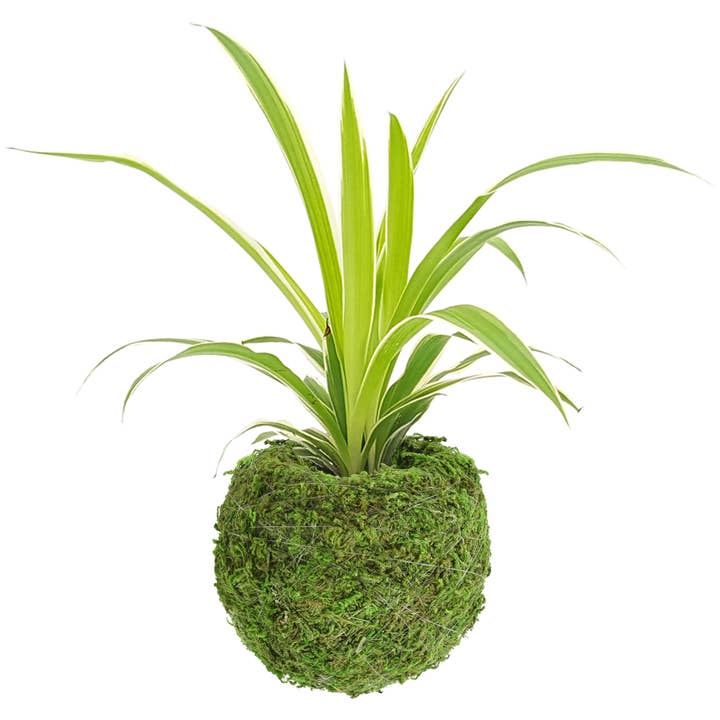 Arcadia Garden Products - Wholesale Live Plant - Kokedama 4.0 x 3.5"3