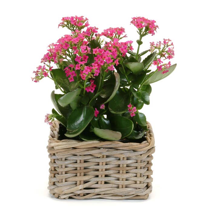 Bacon Basketware - Wholesale Plant Pot - Square Kubu Planter Lined