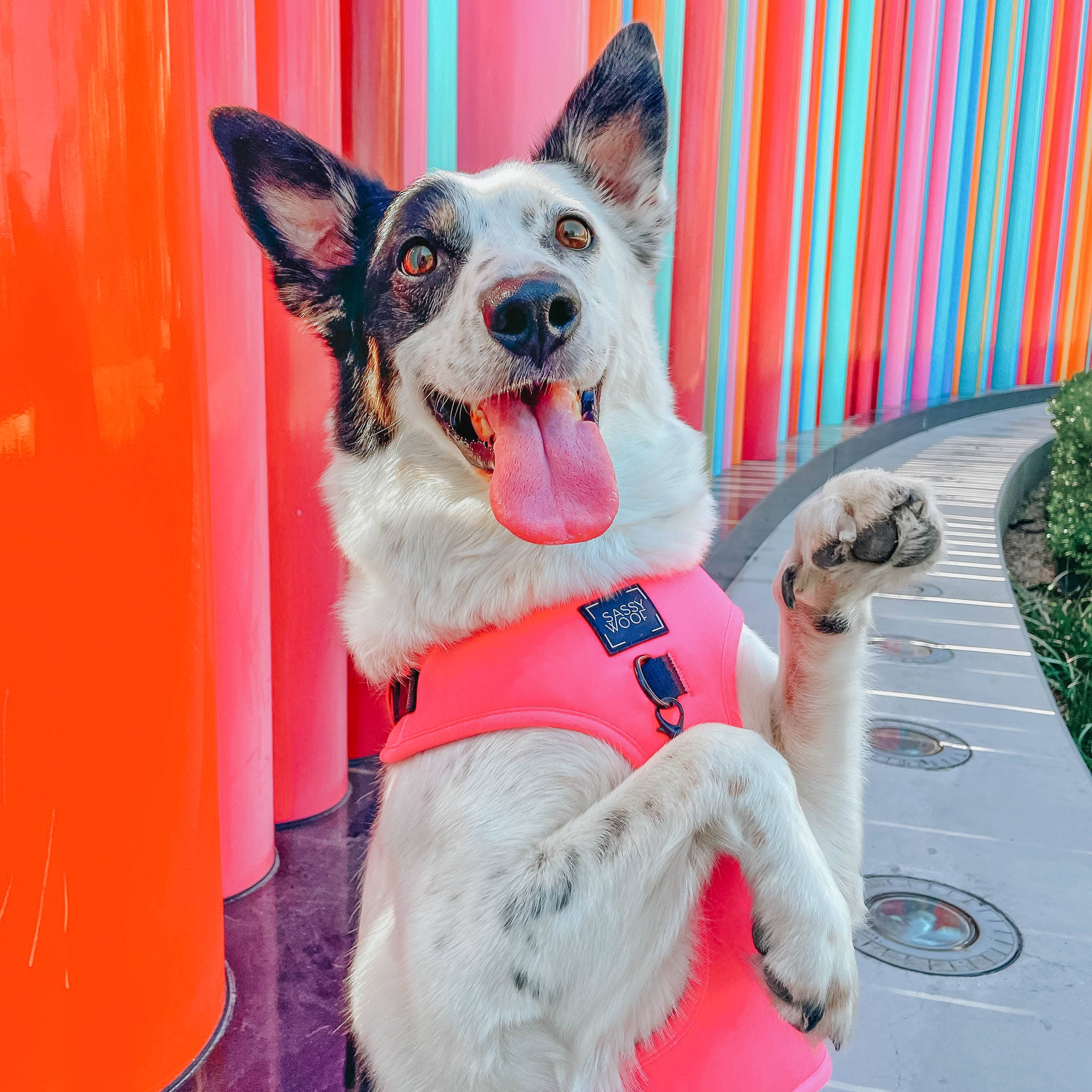 SASSY WOOF - Wholesale Pet Harness - Dog - Dog Adjustable Harness - Neon Pink11