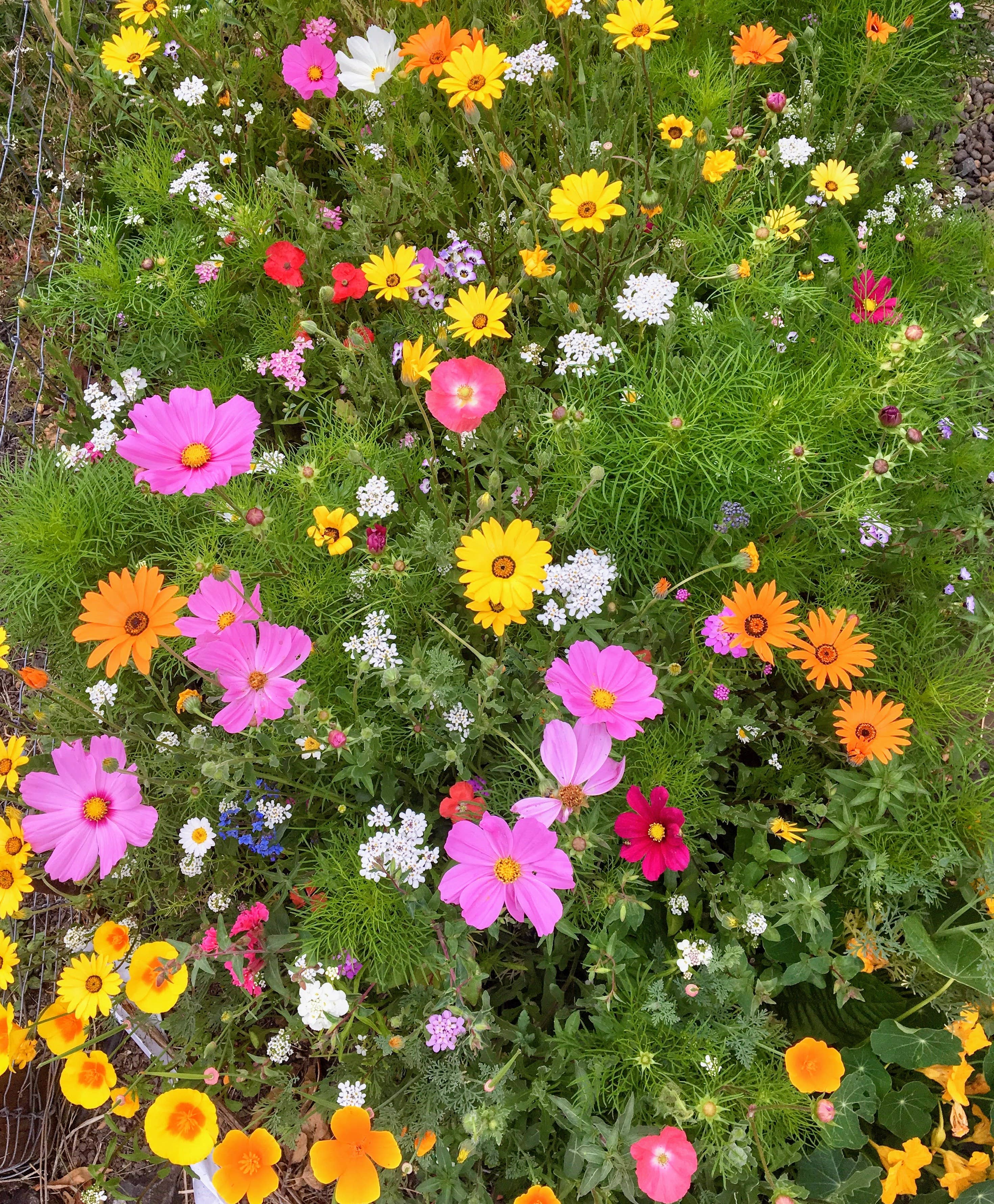 Decker Rd. Seeds - Wholesale Plant Seeds - Wildflower Seeds 'Annual Mix'5