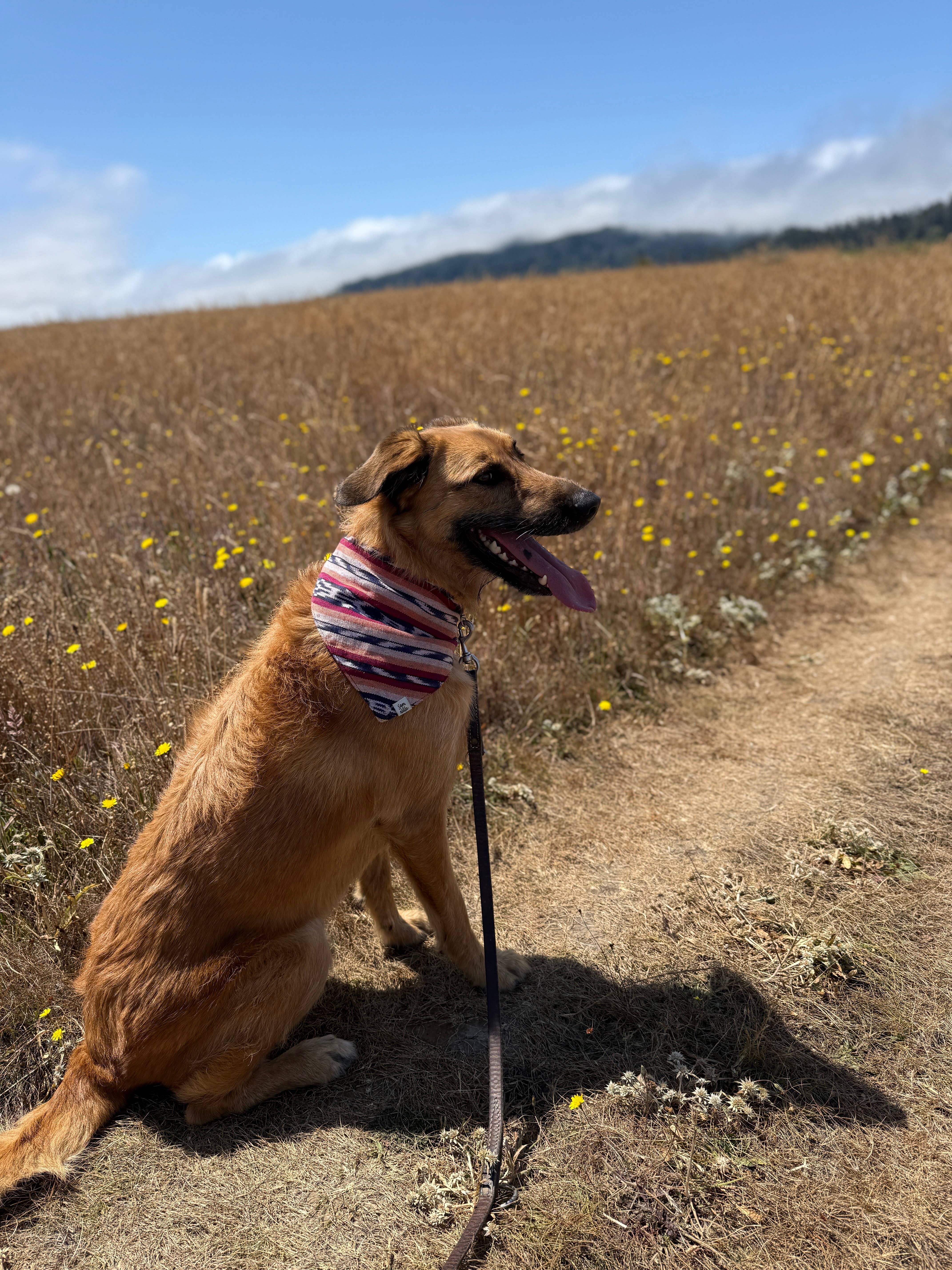 Sam & Nala | intentional style for pets & their people - Wholesale Pet Bandana - Dog - Esperanza Dog Bandana- Handwoven / Fair Trade9
