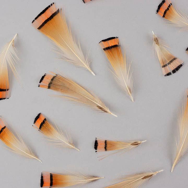 Zucker Feather Products - Vendita all'ingrosso Attrezzature per lavoretti e fai da te - Piumaggio a forma di fagiano dorato, 1-8,9 cm, naturale