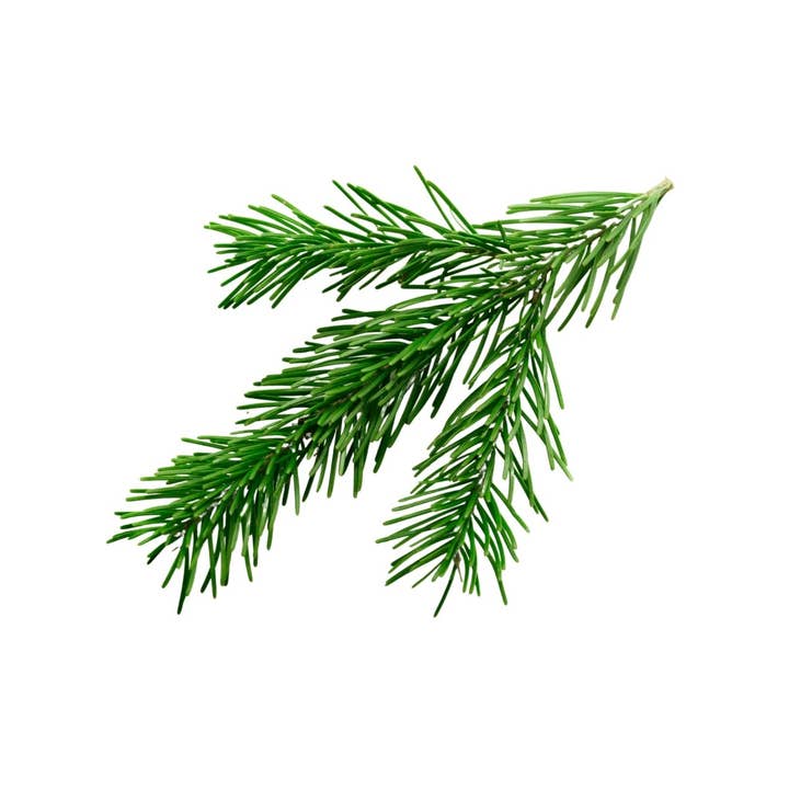 Aromae Essentials - Wholesale Essential Oil - Siberian Fir1