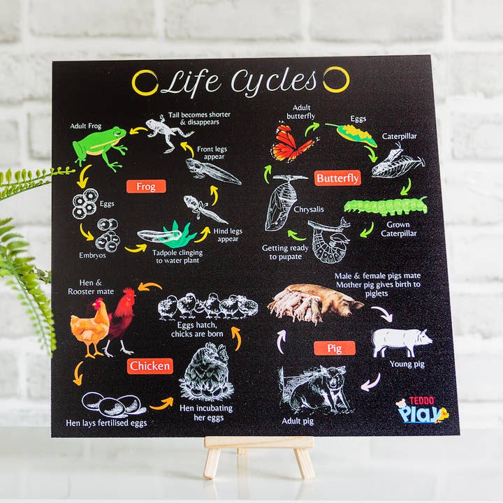 Cartazes educativos portáteis Teddo Play - Pacote múltiplo por atacado de Teddo Play