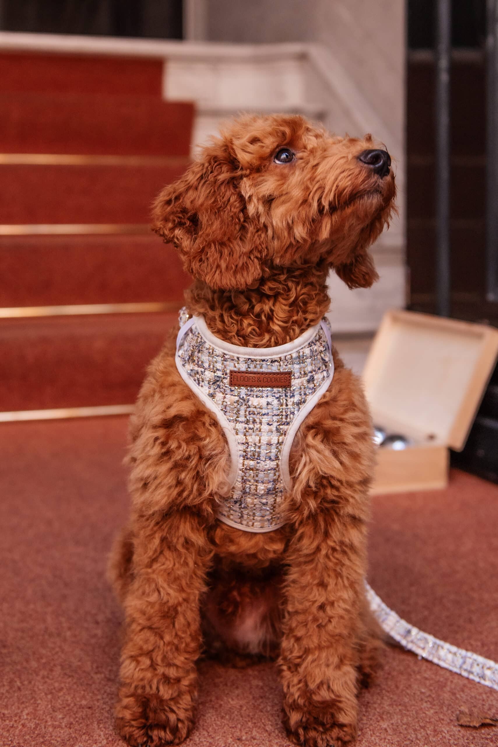 Floofs and Cookies - Wholesale Pet Harness - Dog - Noe harness3