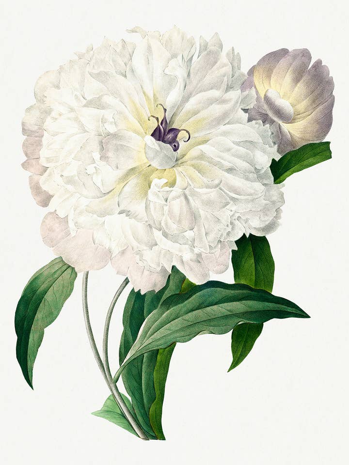 Impression botanique de plante - Pivoine par Pierre Joseph Redouté pour la vente par Keep Calm Collection
