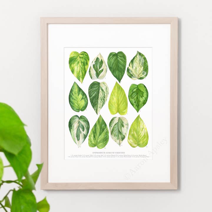 Aaron Apsley Artwork - Vendita all'ingrosso Stampa artistica - Stampa delle varietà Epipremnum aureum