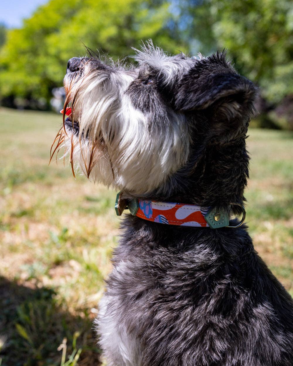 Hiro + Wolf - Vente Collier – chien - Collier pour chien aux champignons magiques
